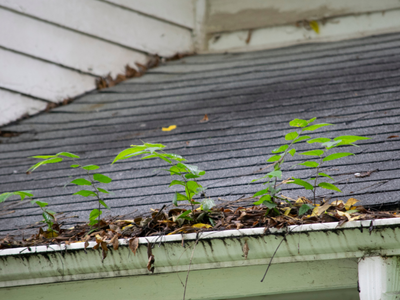 gutter-cleaning-maumelle (1)